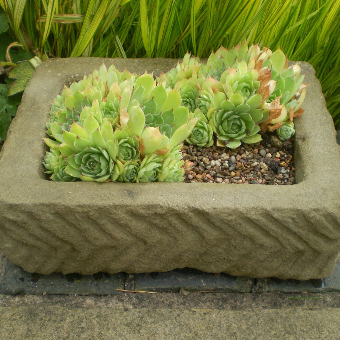 succulent trough STONE GARDEN RUSTIC RECTANGULAR ALPINE GARDEN TROUGH SEMPERVIVUM PLANT –  Ferney Heyes Garden Products