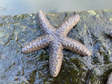 SET OF 2 METAL SMALL CAST IRON STAR FISH POND STATUE GARDEN ORNAMENTS
