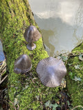 SET OF 3 MINI METAL CAST IRON TOADSTOOLS MUSHROOM SMALL FAIRY GARDEN ORNAMENTS