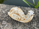 CAST IRON METAL SNAIL STATUE GARDEN ORNAMENT