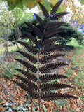 SET OF 2 BROWN METAL FERN LEAF PLANT STAKES GARDEN DECORATIONS
