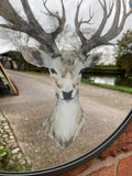 METAL FRAMED STAG DEER MIRROR GARDEN / INDOOR WALL DECOR ORNAMENT