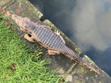 COLOURED METAL ALLIGATOR / CROCODILE POND STATUE GARDEN ORNAMENT