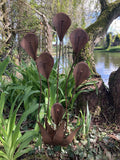 RUST EFFECT METAL CALLA LILY FLOWER STAKE GARDEN ORNAMENT