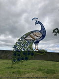 COLOURED METAL PEACOCK FENCE ART SILHOUETTE GARDEN ORNAMENT