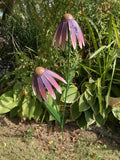 COLOURED METAL PINK / PURPLE ECHINACEA DOUBLE FLOWER STAKE GARDEN ORNAMENT