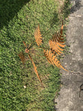 RUSTY METAL GARDEN FERN LEAF PLANT STAKE ORNAMENT SUPPORT DECORATION